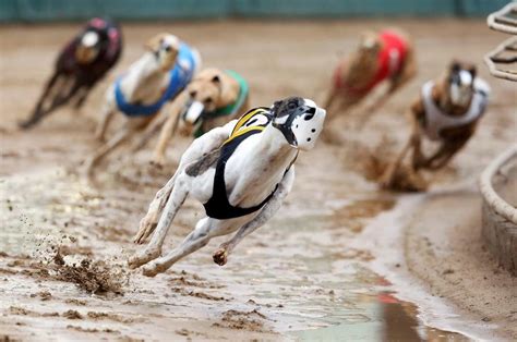 watch live dog racing online.